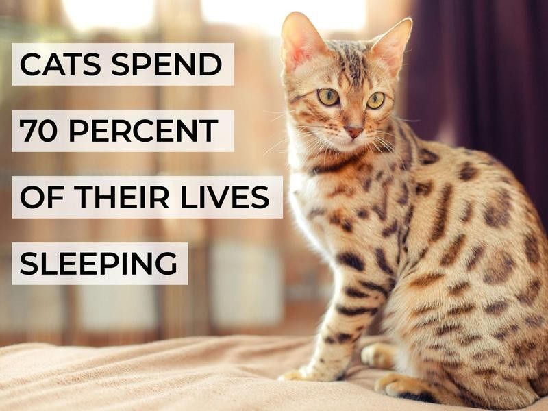 Cats Spend 70 Percent of Their Lives Sleeping