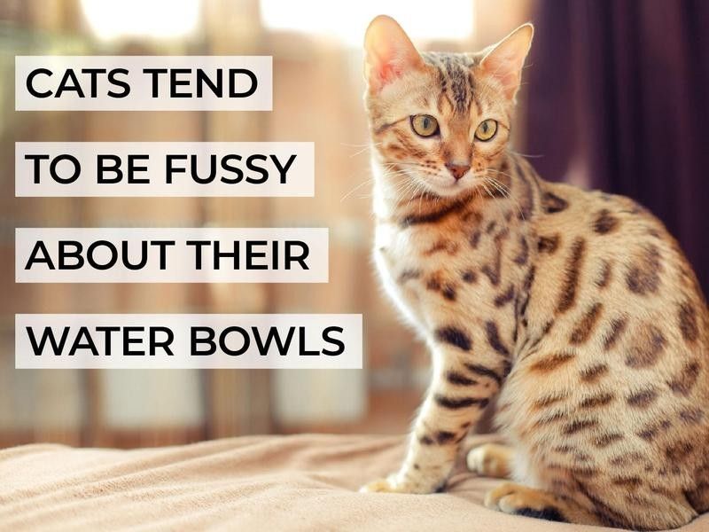 Cats Tend to Be Fussy About Their Water Bowls