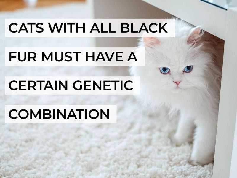 Cats With All Black Fur Must Have a Certain Genetic Combination