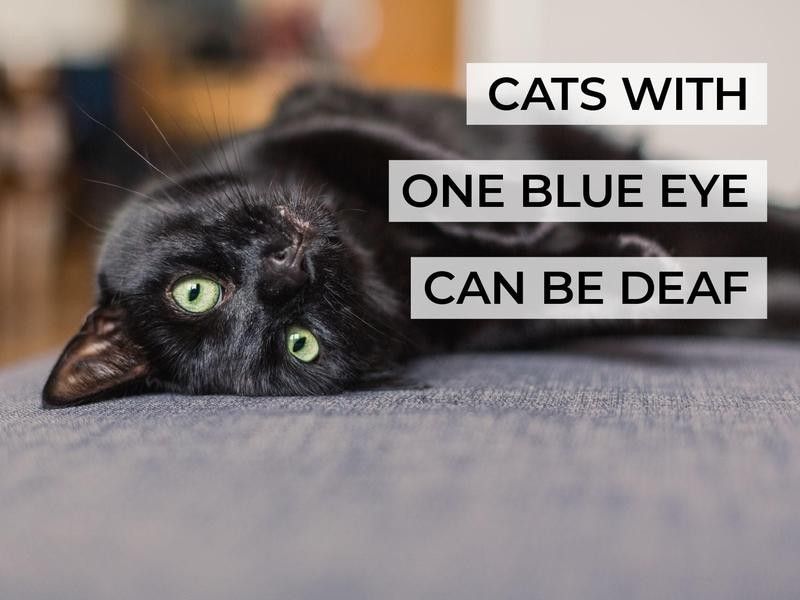 Cats With One Blue Eye Can Be Deaf