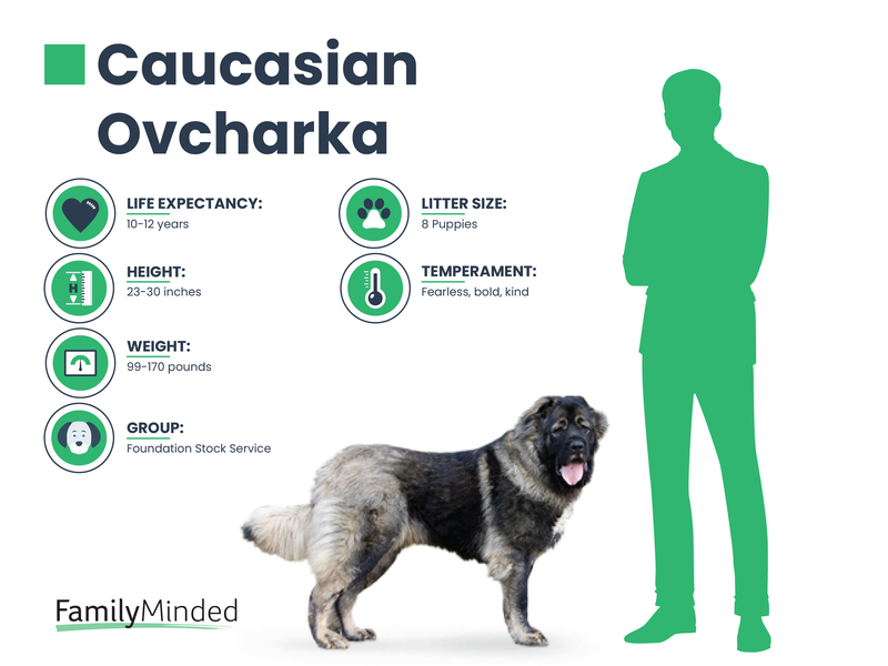 Caucasian breed info