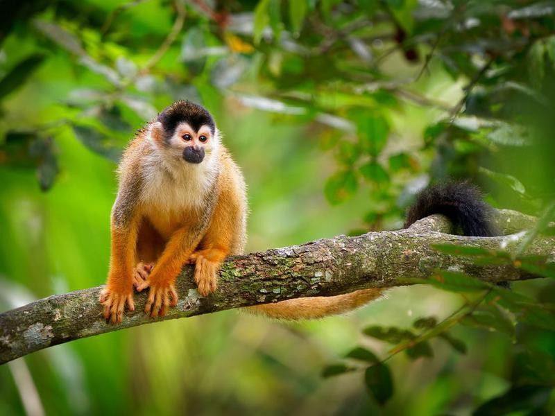 Central American squirrel monkey