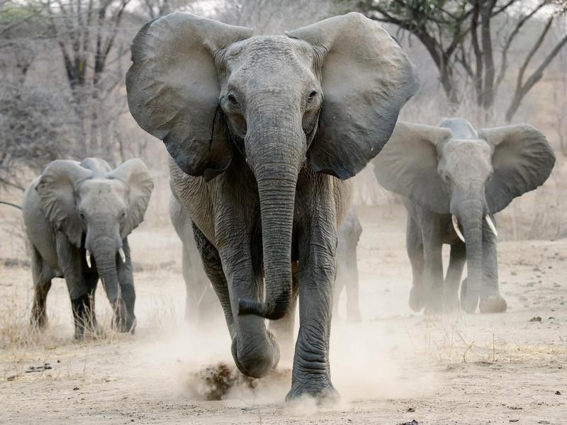 Charging elephants