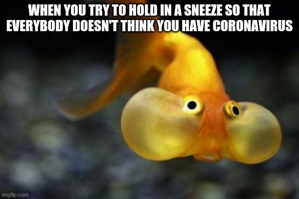 Cheeky fish memes