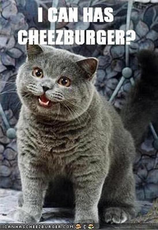 Cheezburger cat meme