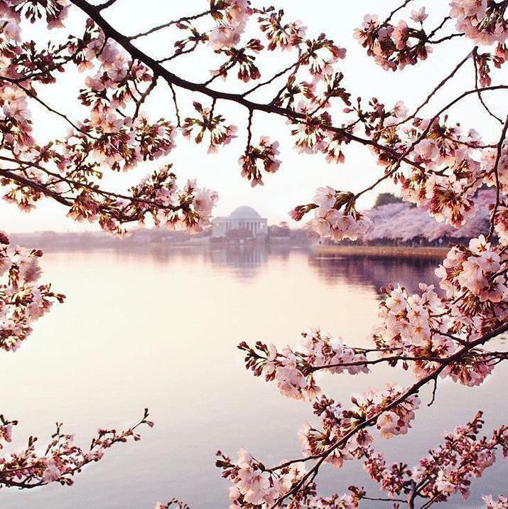 Cherry Blossom Festival in Washington, D.C.