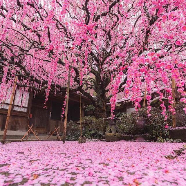 Cherry blossom in Hyogo, Japan