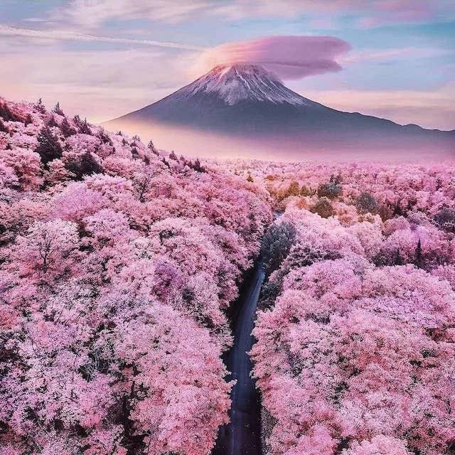Cherry blossoms at Mt. Fuji