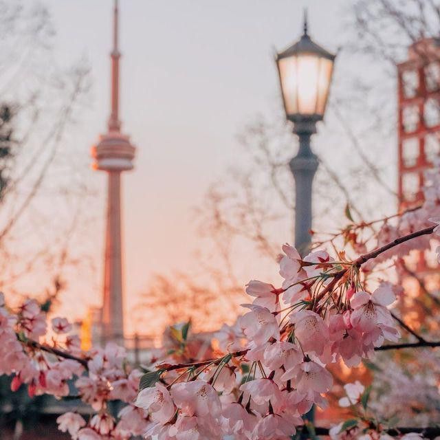 Cherry blossoms in downtown Toronto