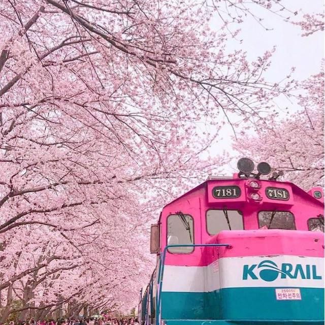 Cherry blossoms in Jinhae, South Korea