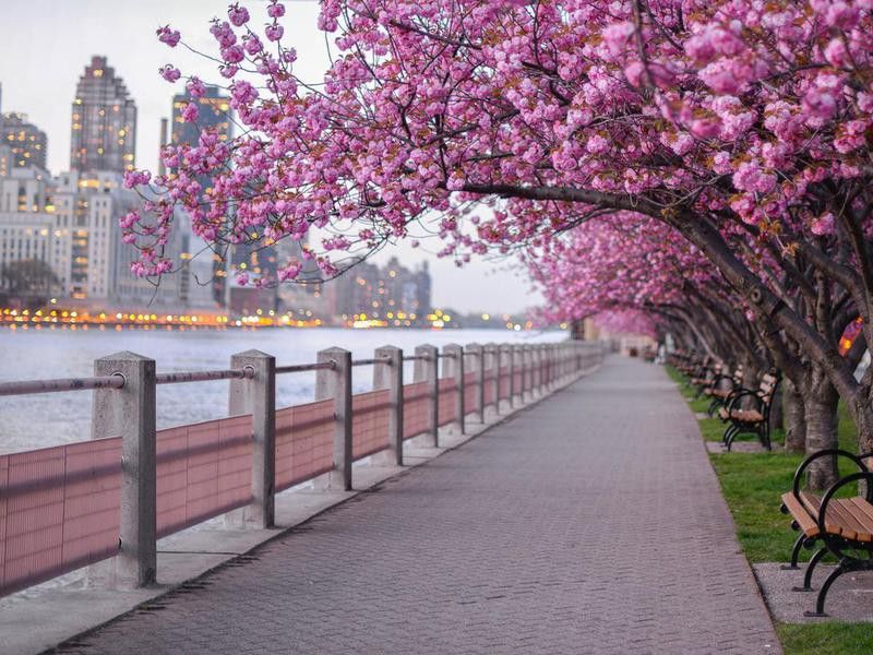 Cherry blossoms in New York