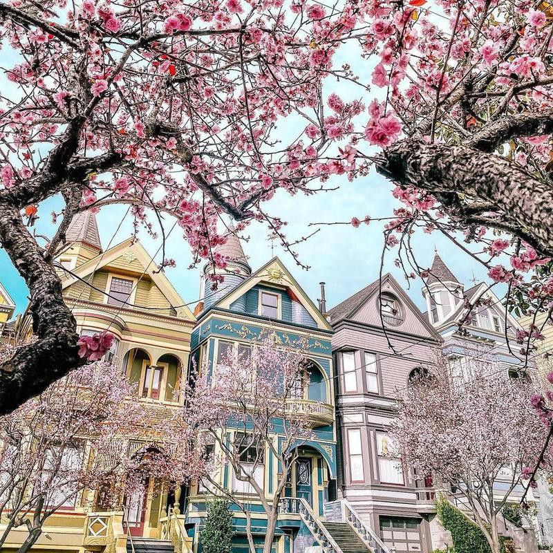 Cherry blossoms in San Francisco, California