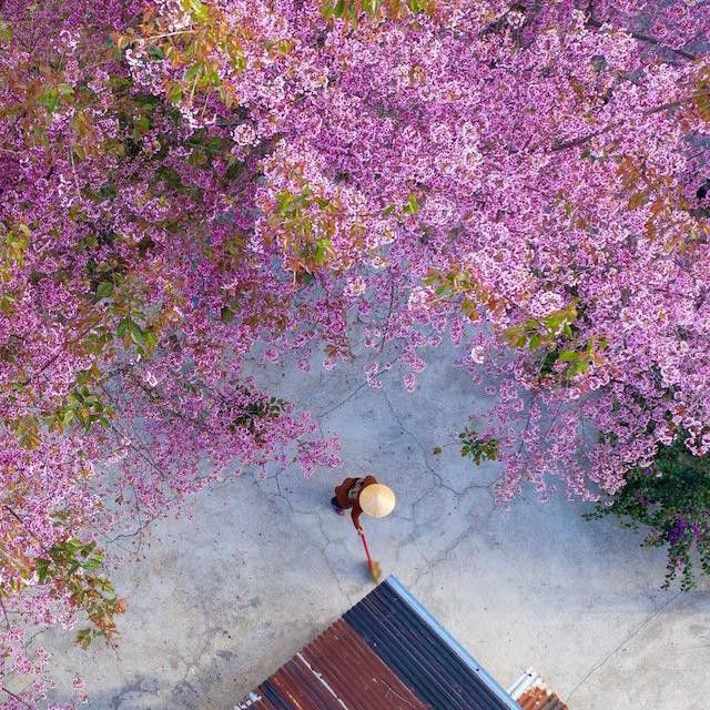 Cherry blossoms in Vietnam