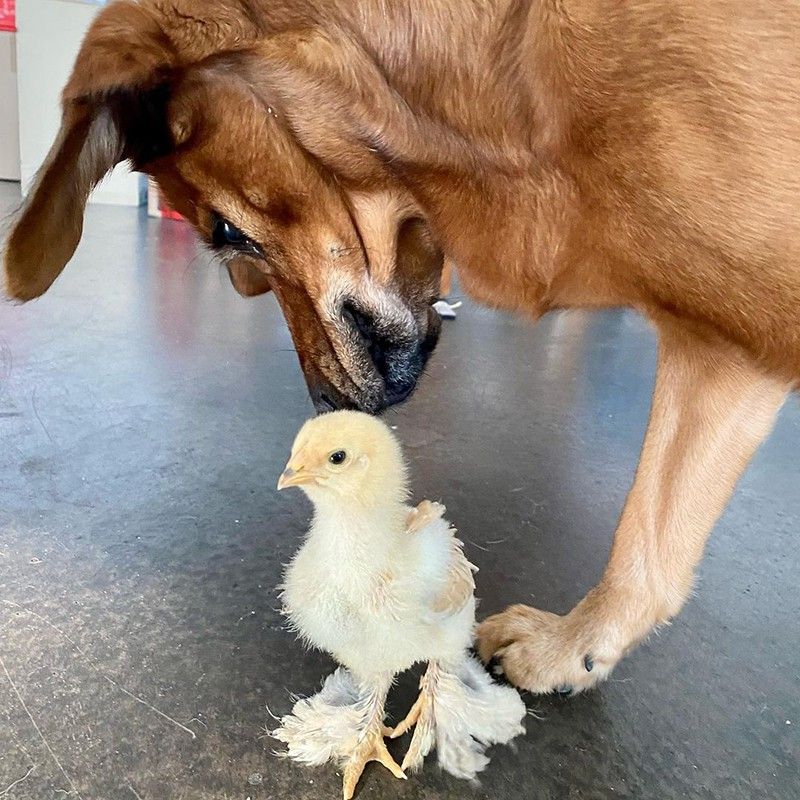 Chick and dog
