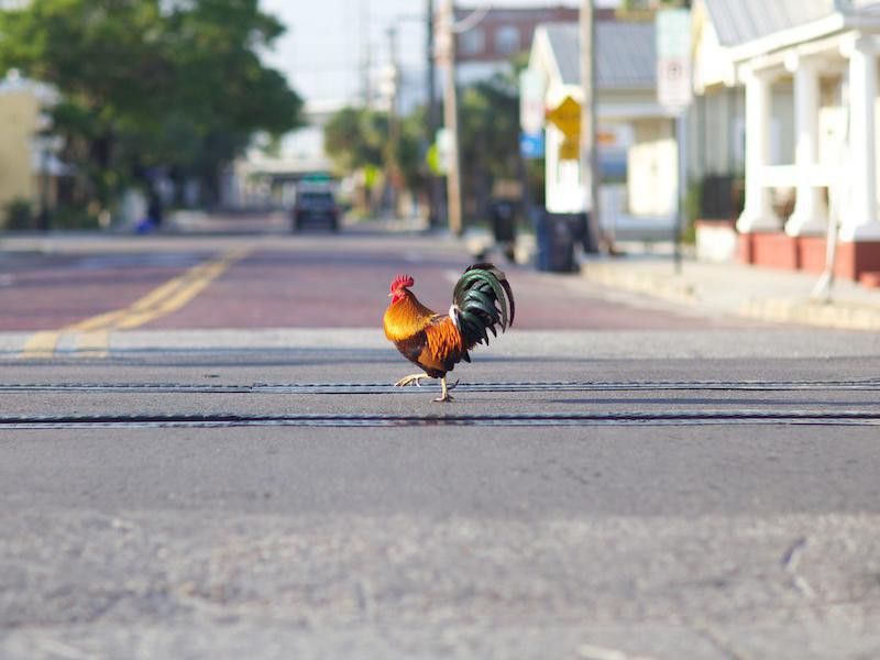 Chicken crossing a road
