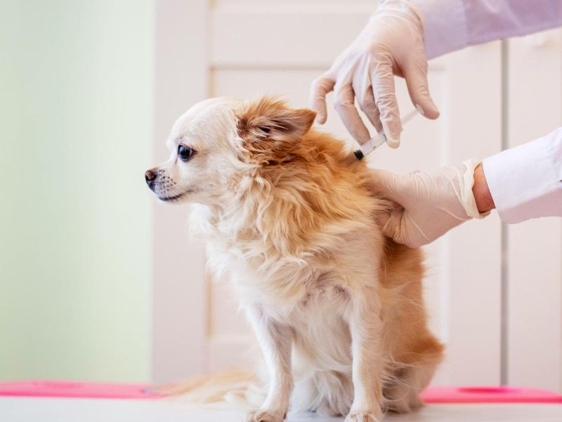 Chihuahua dog at the veterinarian