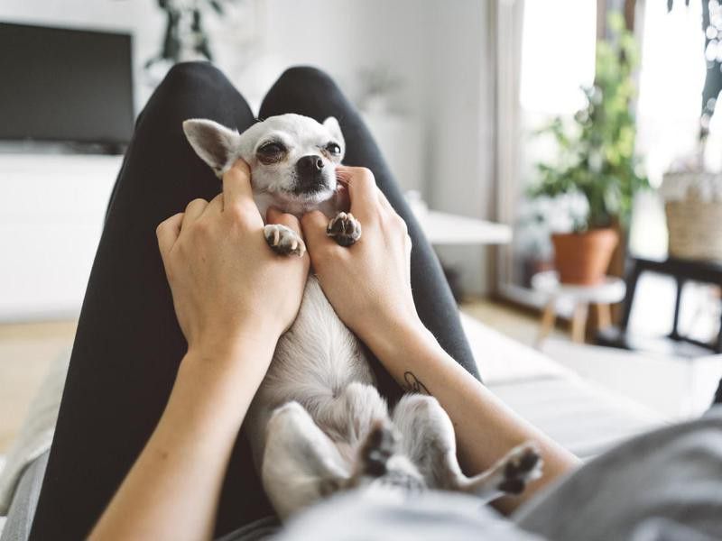 Chihuahua massage