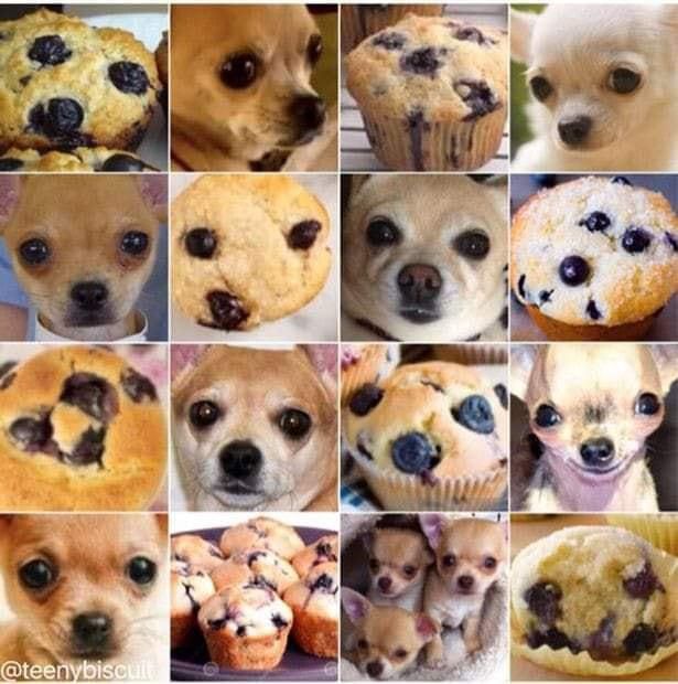 Chihuahua muffin meme