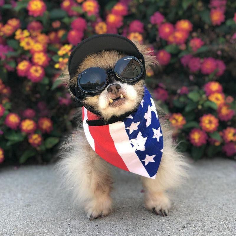 chihuahua with goggles