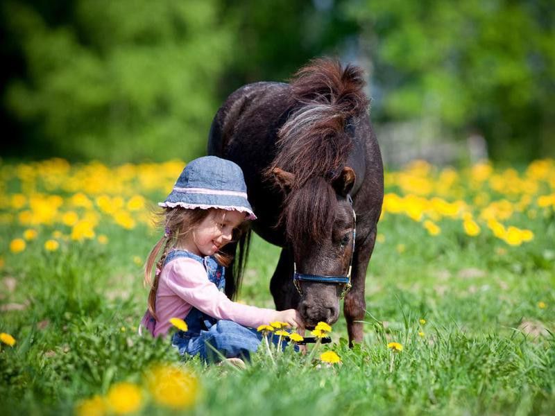 Child and miniature horse in field