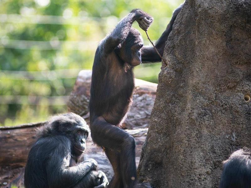 Chimpanzees playing in zoo