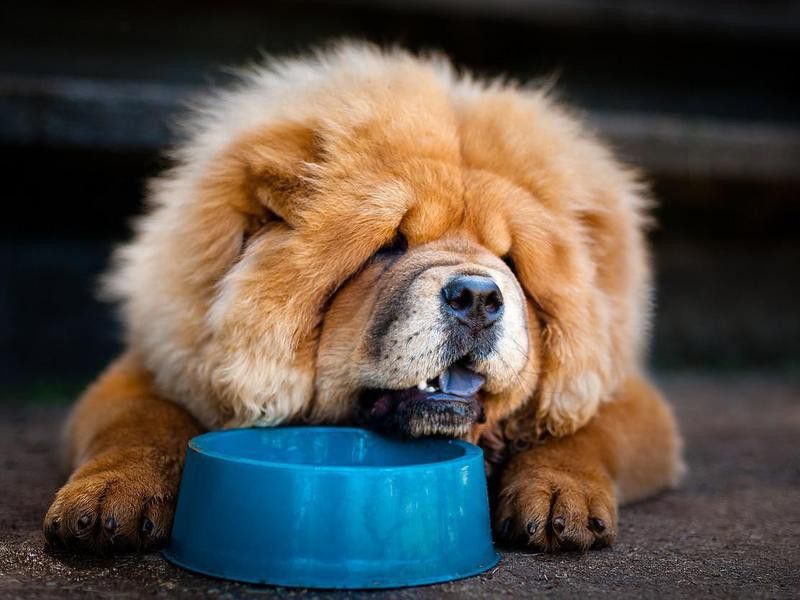 chow chow low energy