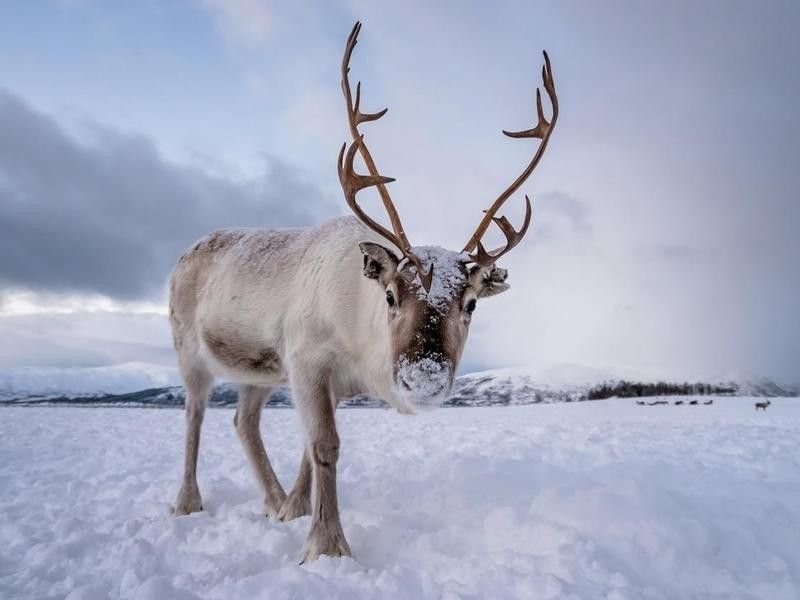 Christmas reindeer with snow