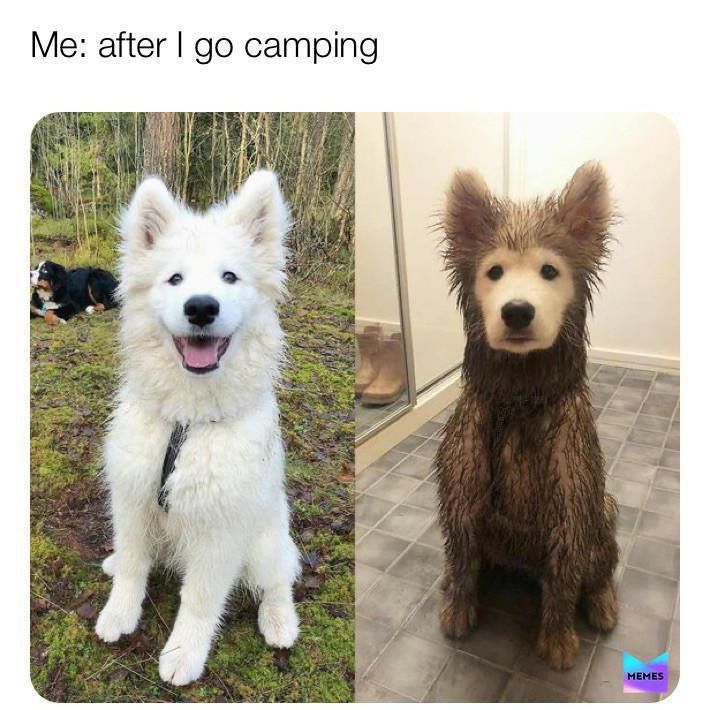 Clean and dirty dogs camping meme