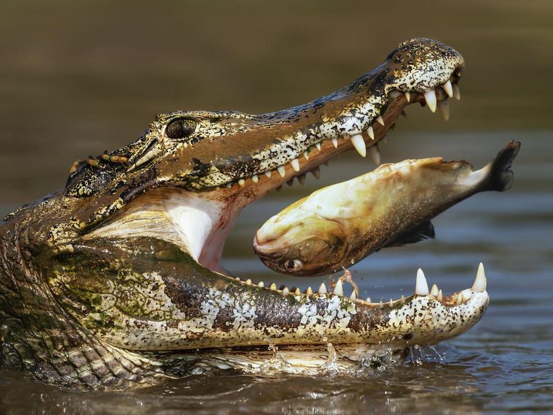 Close up of a Yacare caiman eating piranha