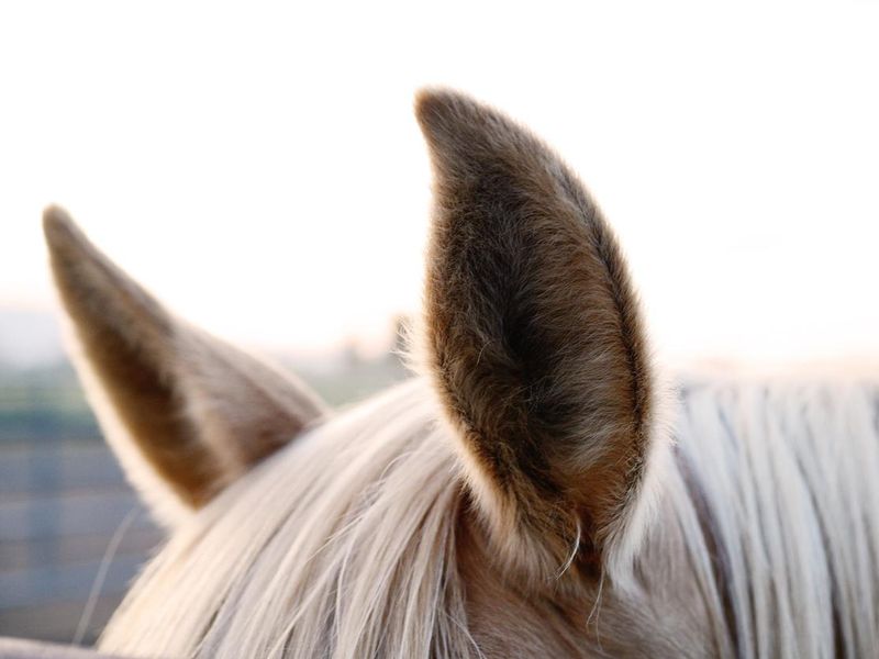 Close up of Alert Horse Ears
