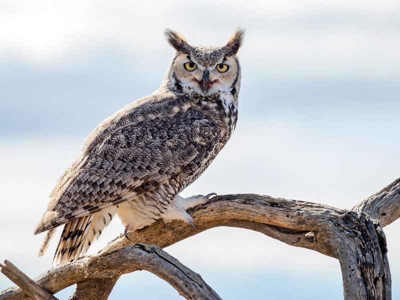 Close up of Great Horned Owl
