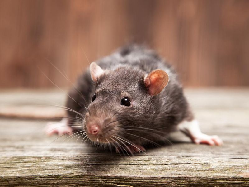 Close-up of rat