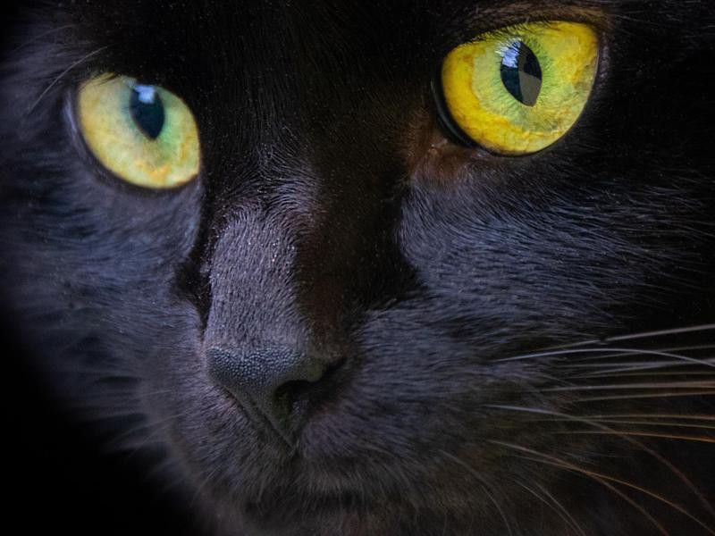 Closeup of a black cat