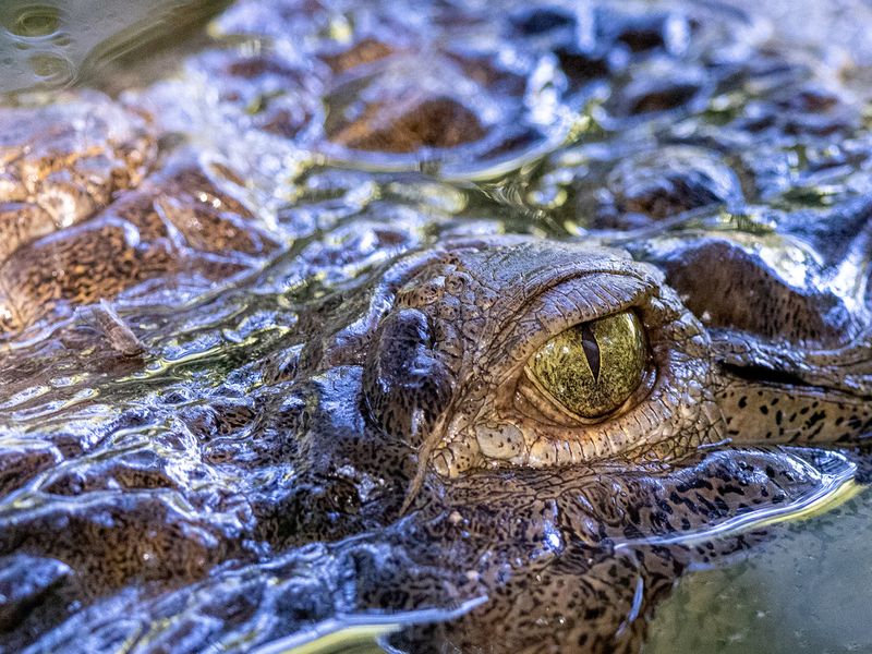 Closeup of an eye of an American crocodile
