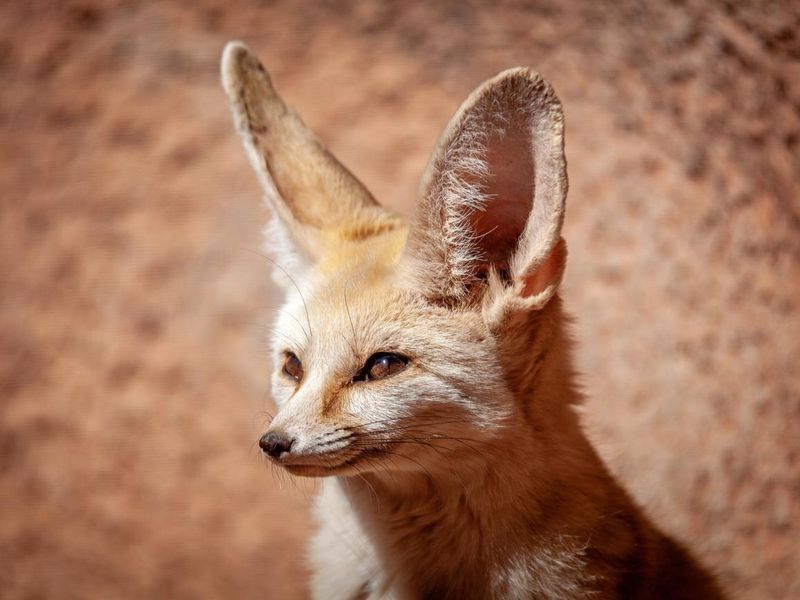 Closeup of Cute Fennec Fox