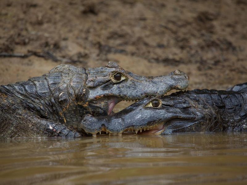 Closeup of two Black Caiman (Melanosuchus niger) fighting in water with jaws locked open showing teeth Pampas del Yacuma, Bolivia.