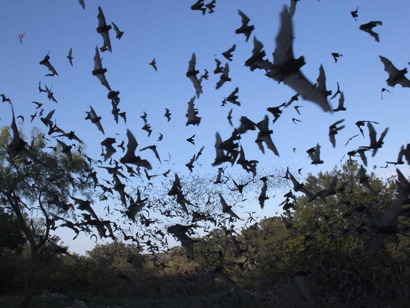 Clouds of Mexican free-tailed bats Texas