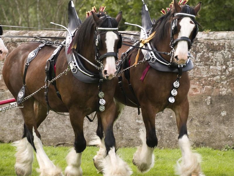 Clydesdale Horses in full tack