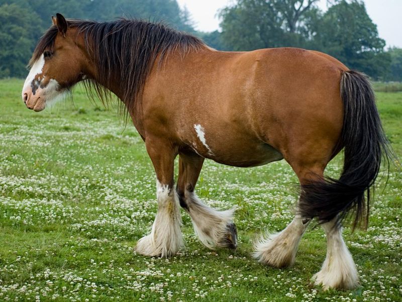 Clydesdale walking