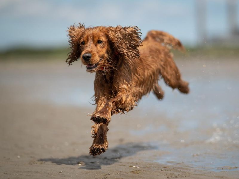 Cocker spaniel dog running
