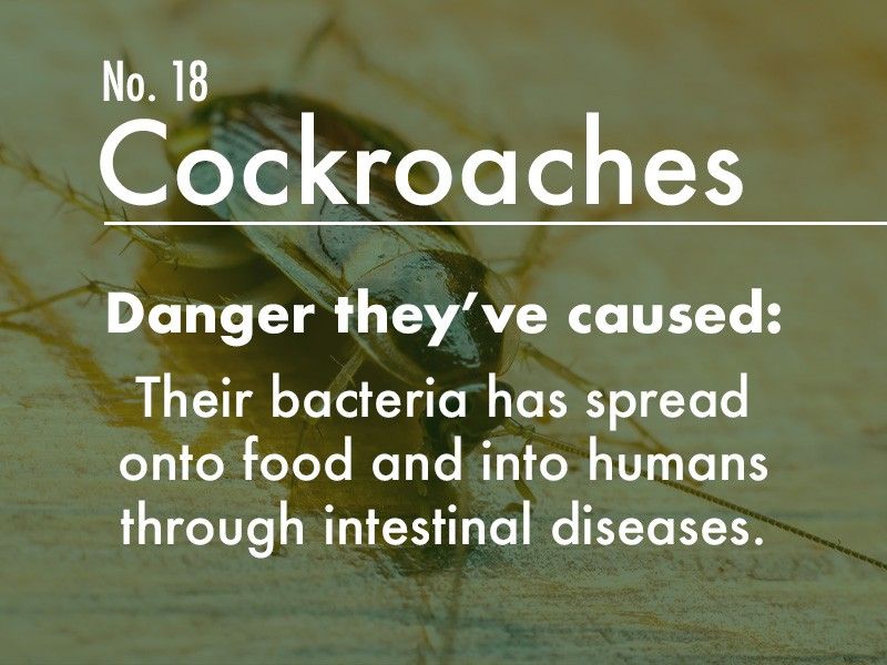 Cockroach dangers