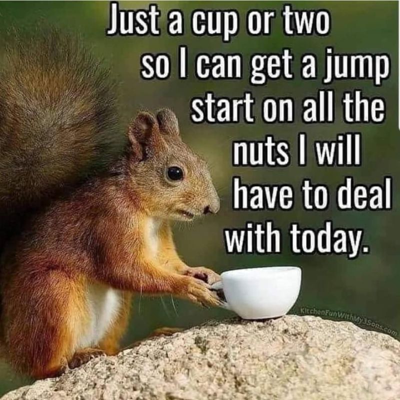 Coffee squirrel meme