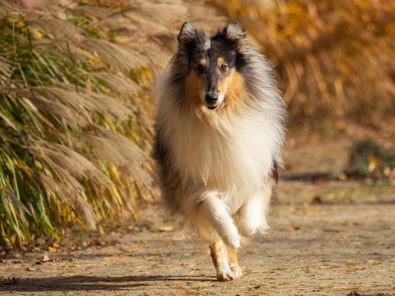 Collie, a large, fluffy dog breed