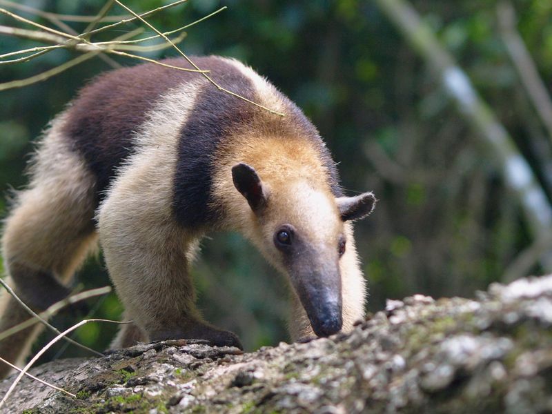 Colored Anteater