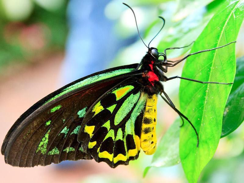 Colorful Queen Alexandra’s Birdwing butterfly