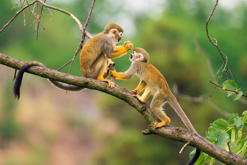 Common squirrel monkeys playing on a tree branch