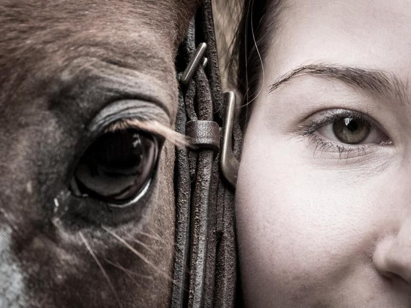 Comparison of human and horse eyes