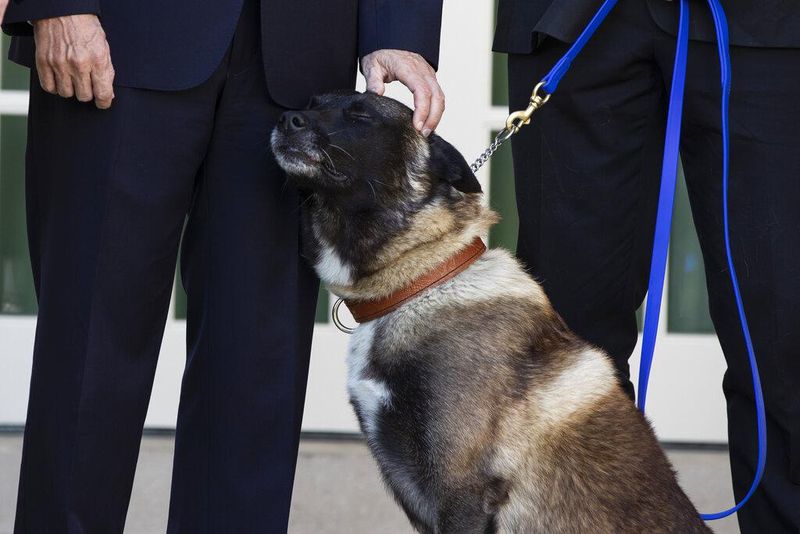 Conan, a military working dog