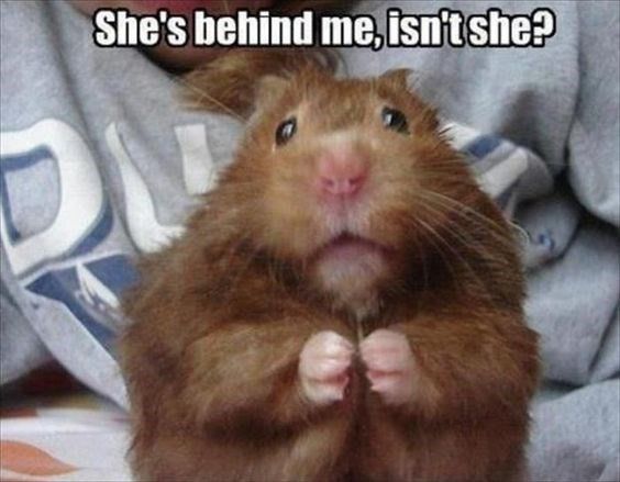 Concerned hamster meme