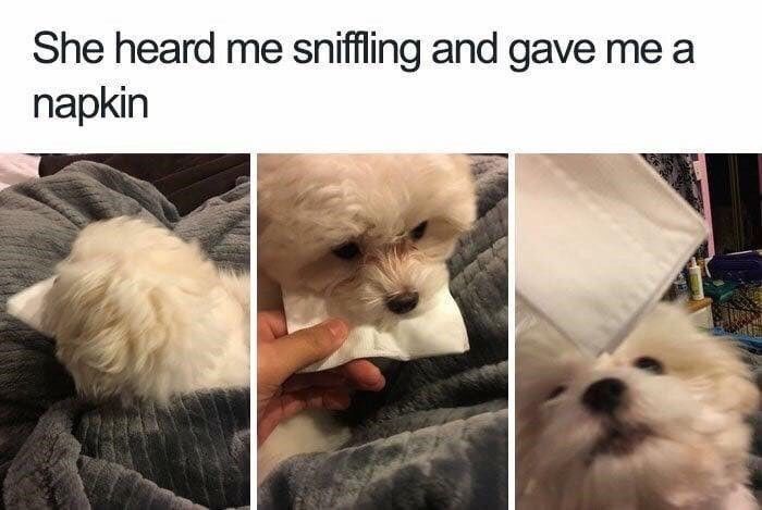 Considerate puppy sharing a napkin